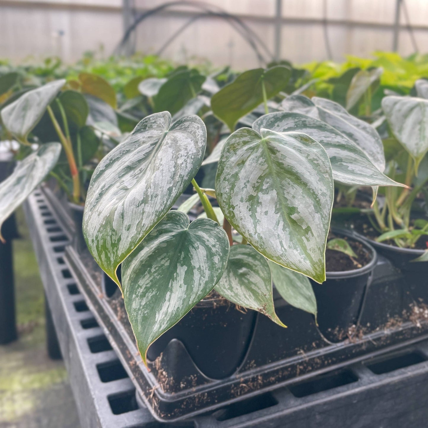 Philodendron Brandtianum - Live Plant
