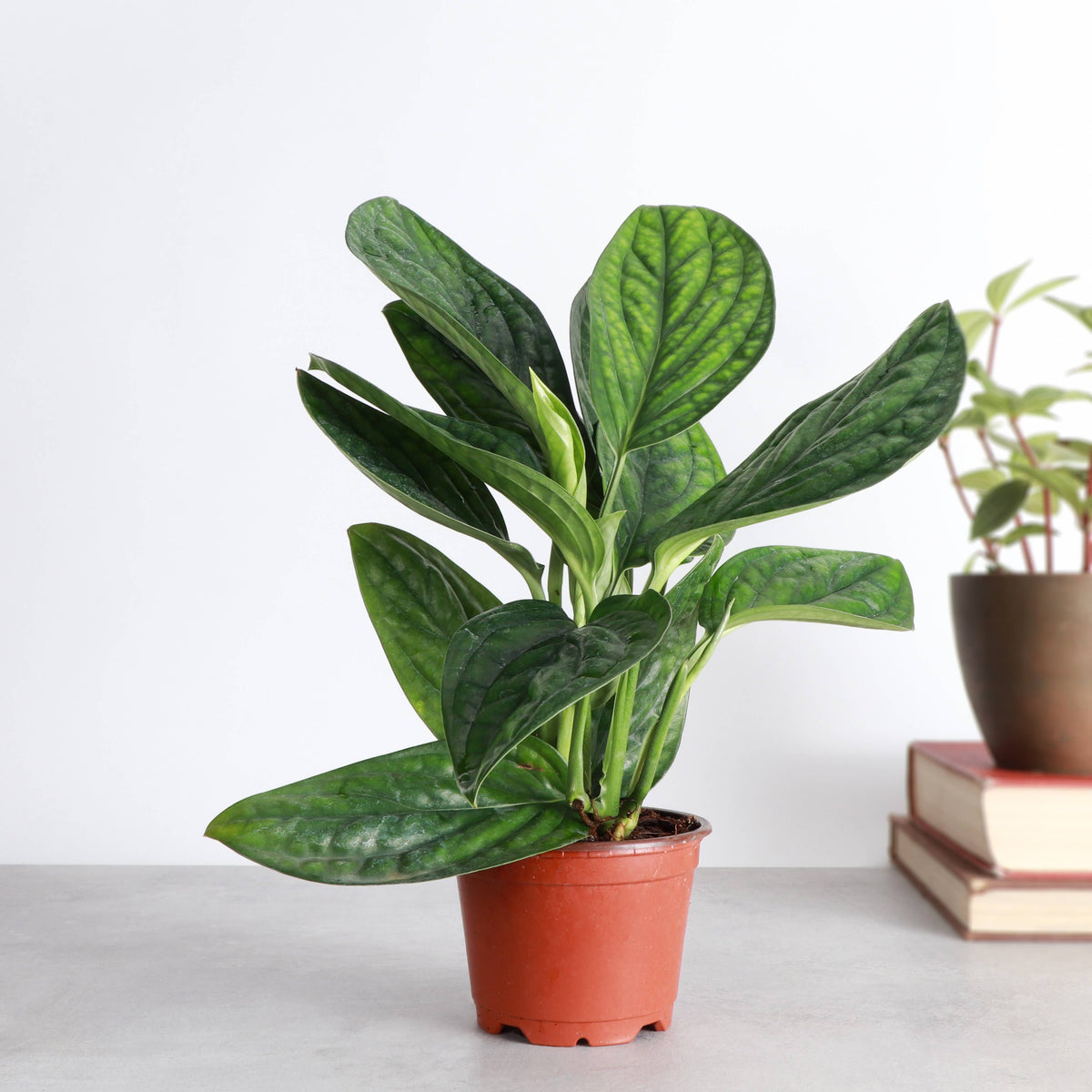 Monstera Peru - Live Plant