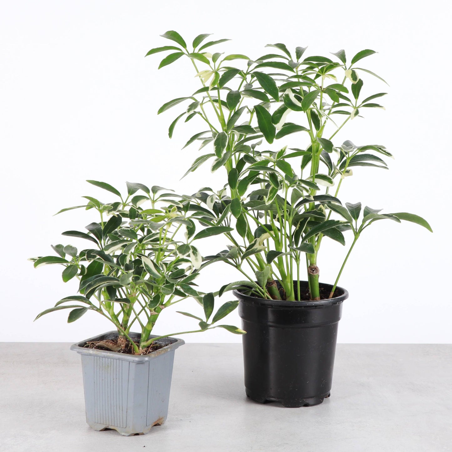 Variegated Schefflera Arboricola -  Live Plant