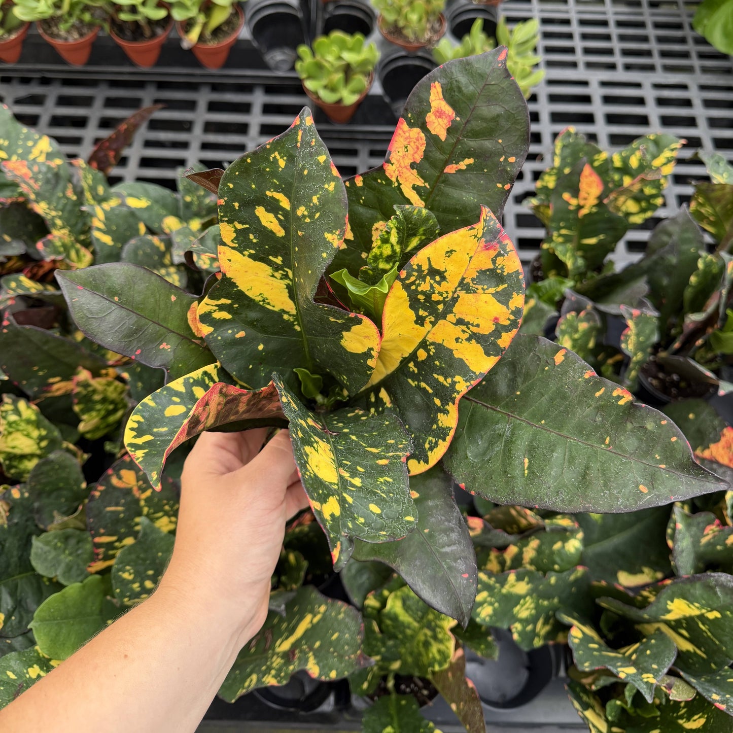 Multicolor Croton 'Magnificent' - 4" Live Plant