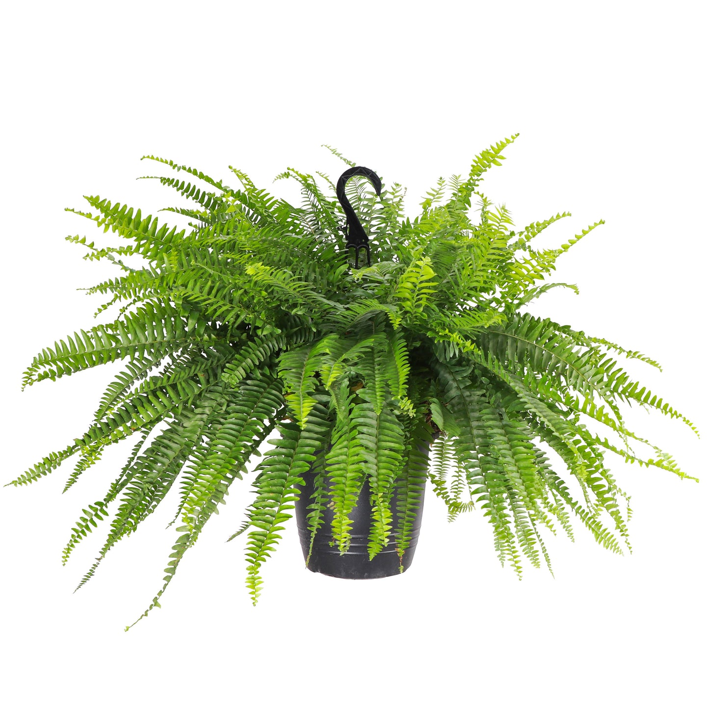 Boston Fern - 10" Diameter Hanging Basket - Live Plant