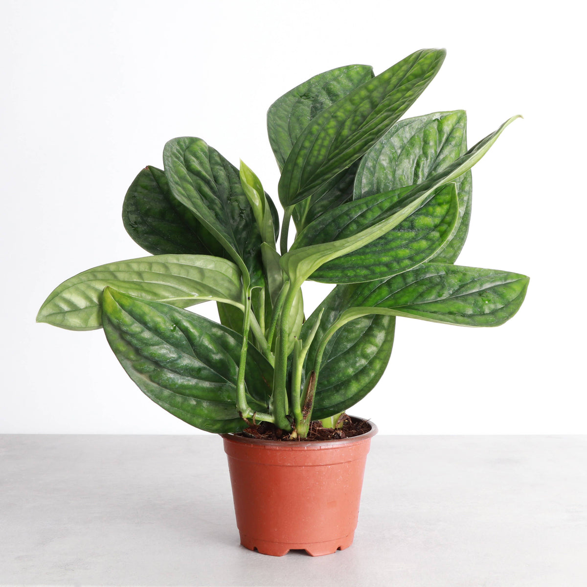 Monstera Peru - Live Plant