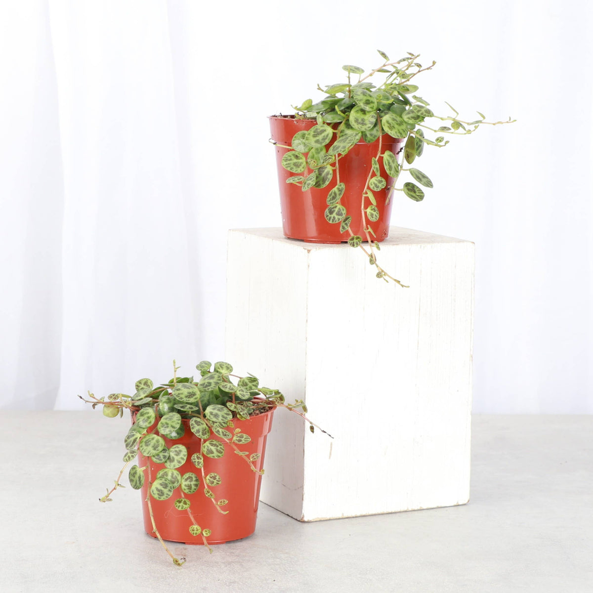 String of Turtles - Live Plant