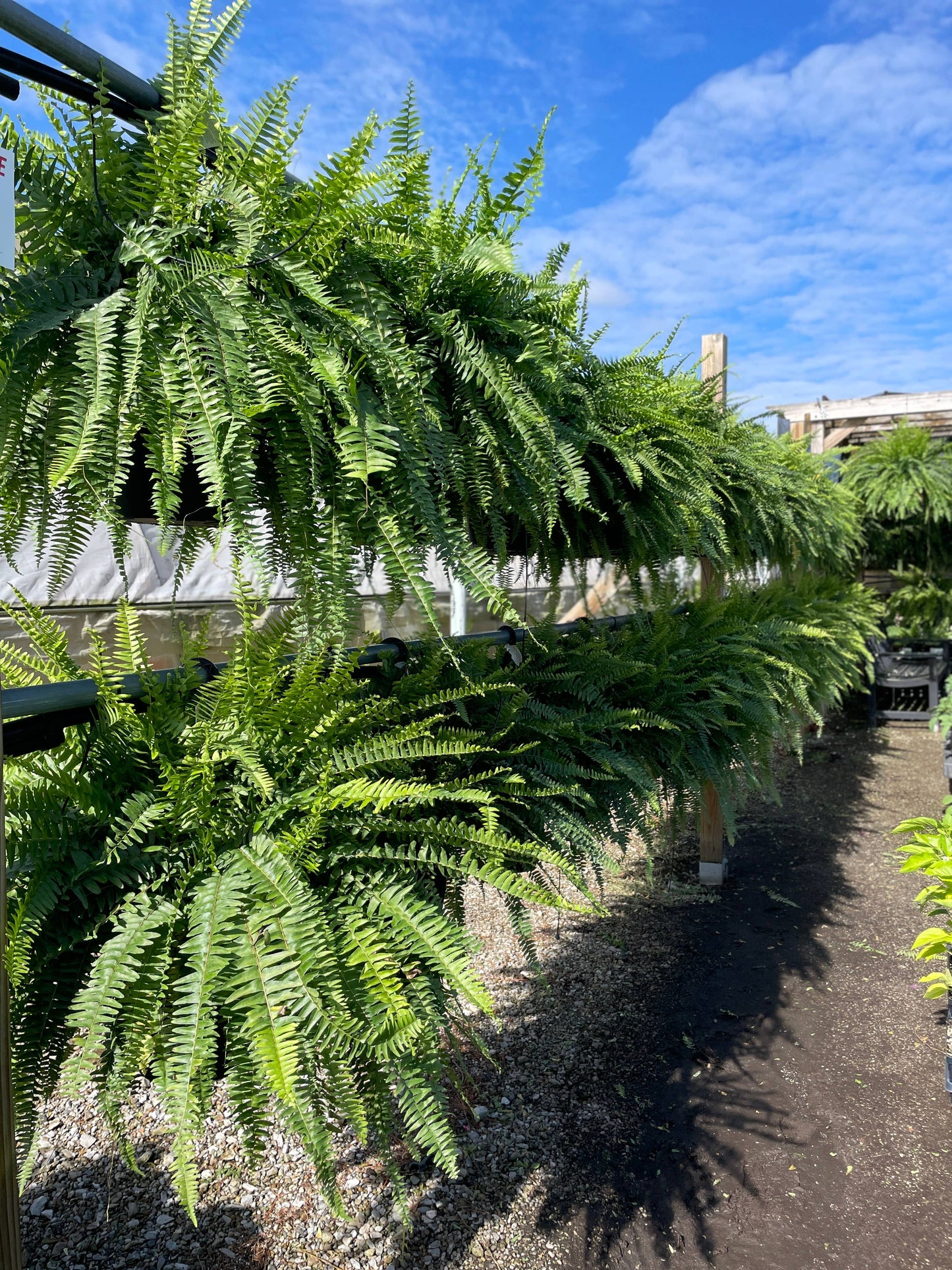 Boston Fern - 10" Diameter Hanging Basket - Live Plant