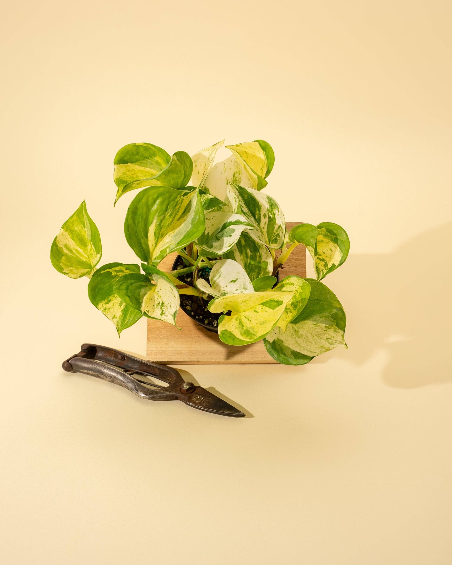 4" Epipremnum Aureum 'Manjula Compacta'