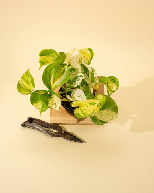 4" Epipremnum Aureum 'Manjula Compacta'