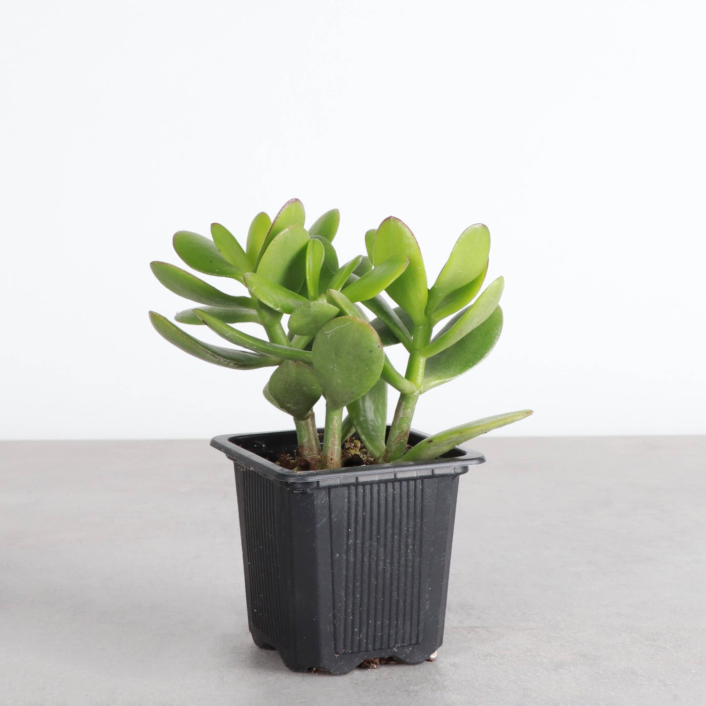 Jade Succulent Plant - Live Plant