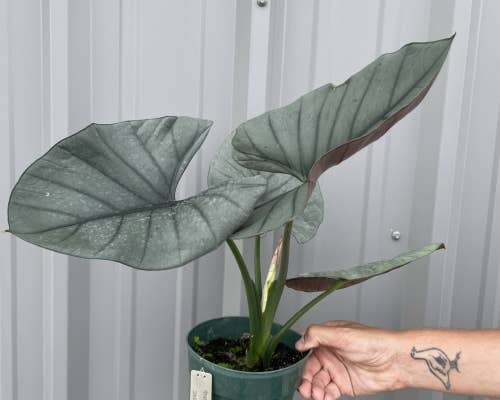 Alocasia Reginae. Starter