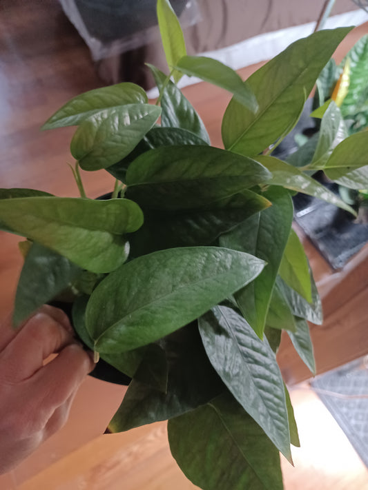 Epipremnum Pinnatum Cebu Blue (Cebu Blue Pothos), 6" pot