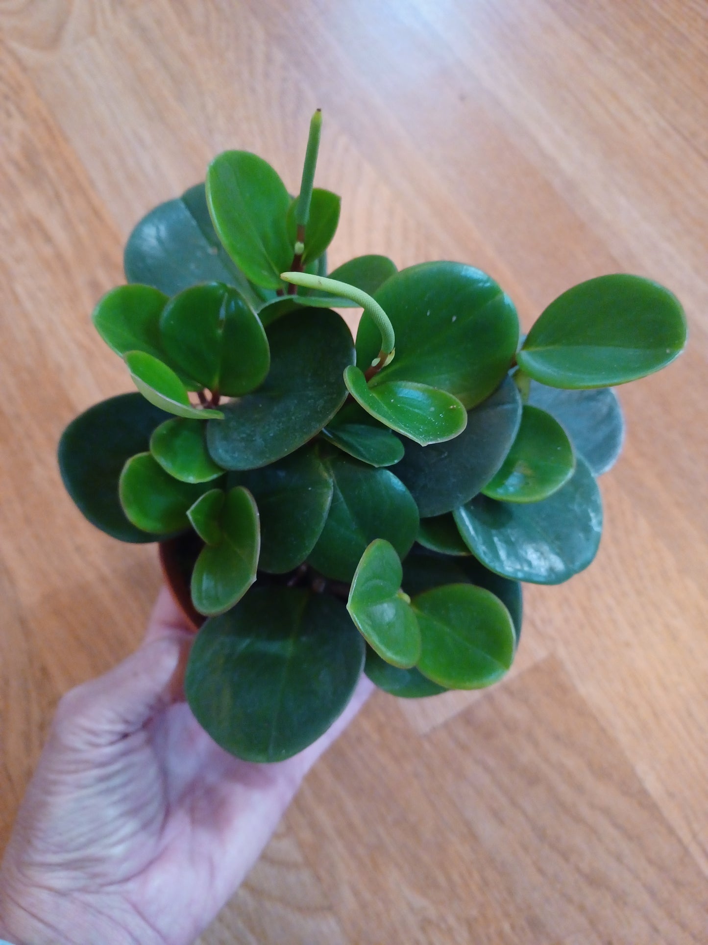Peperomia Obtusifolia, 4" pot