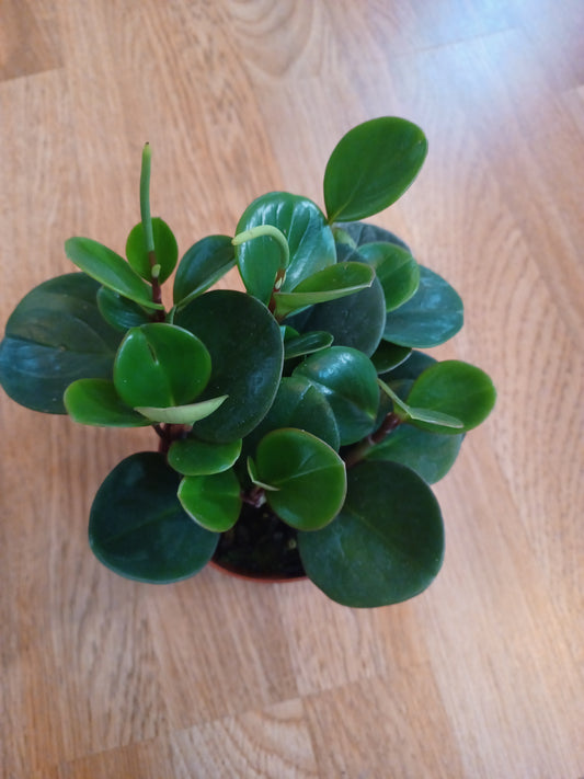 Peperomia Obtusifolia, 4" pot