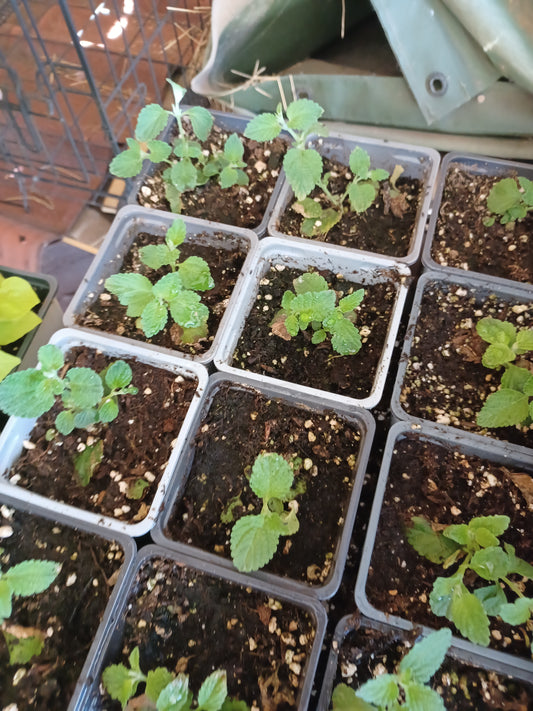 Lantana white weeping 4" pot