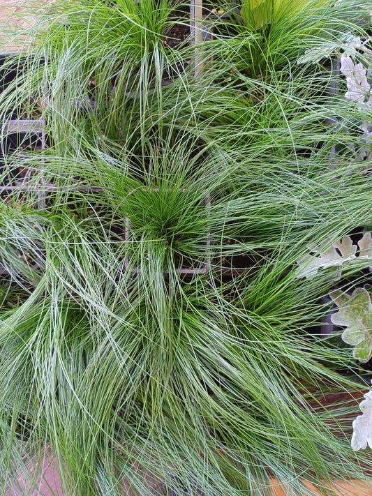 Stipa Tenuissima pony tails