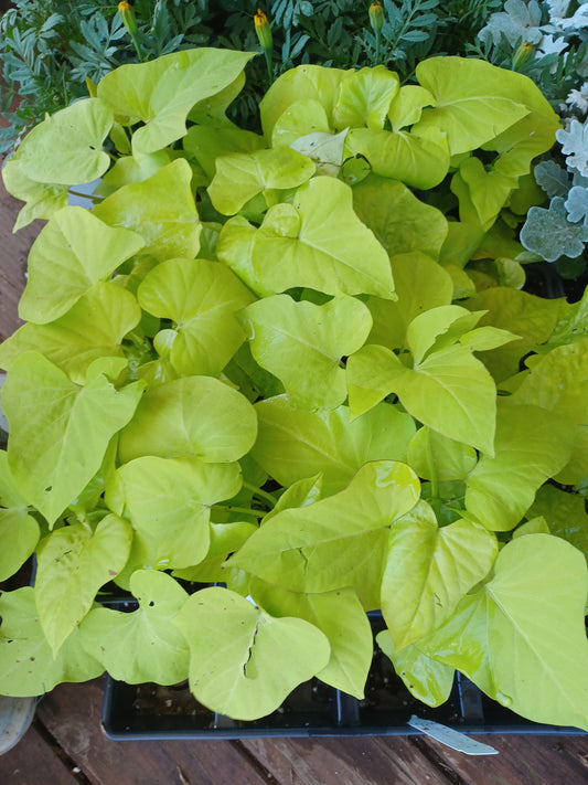 Sweet potato vine marguerite 4" pot