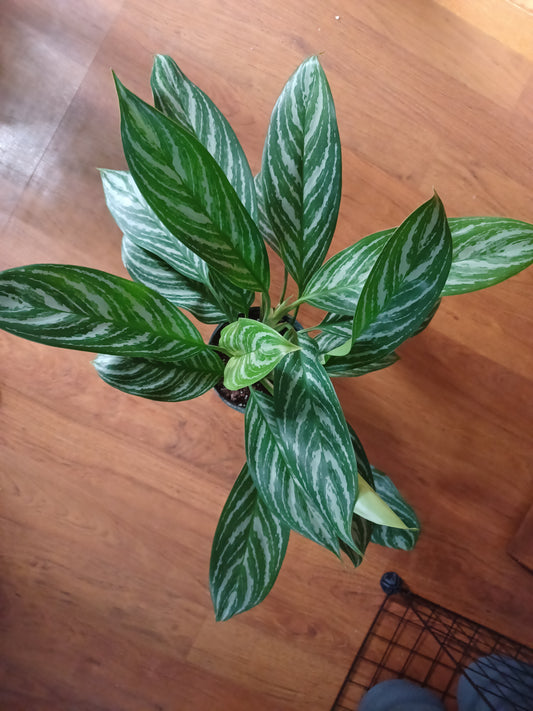 Aglaonema Nitidum, 6" pot