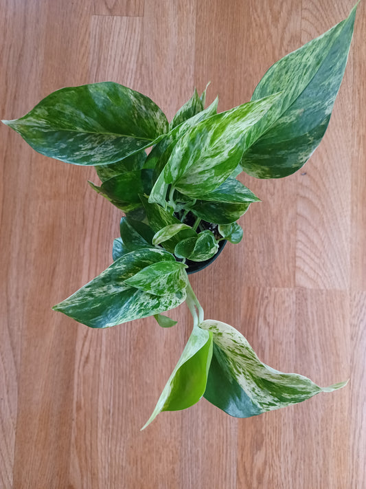 Marble Queen Pothos, 5"