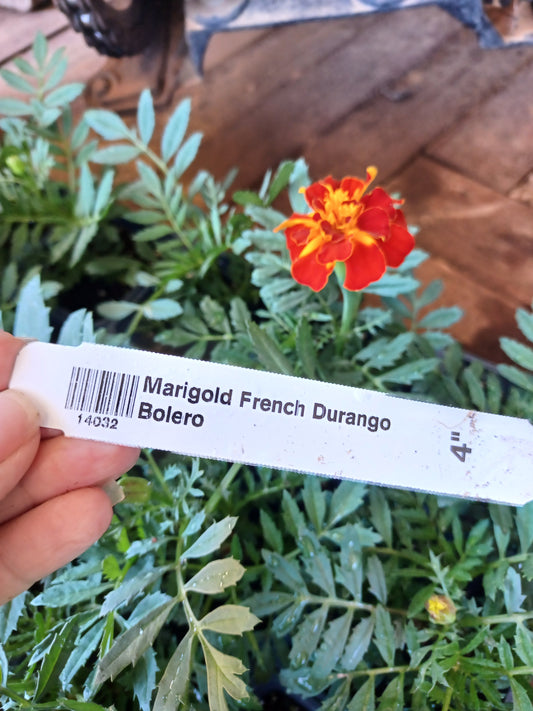 Marigold French Durango Bolero