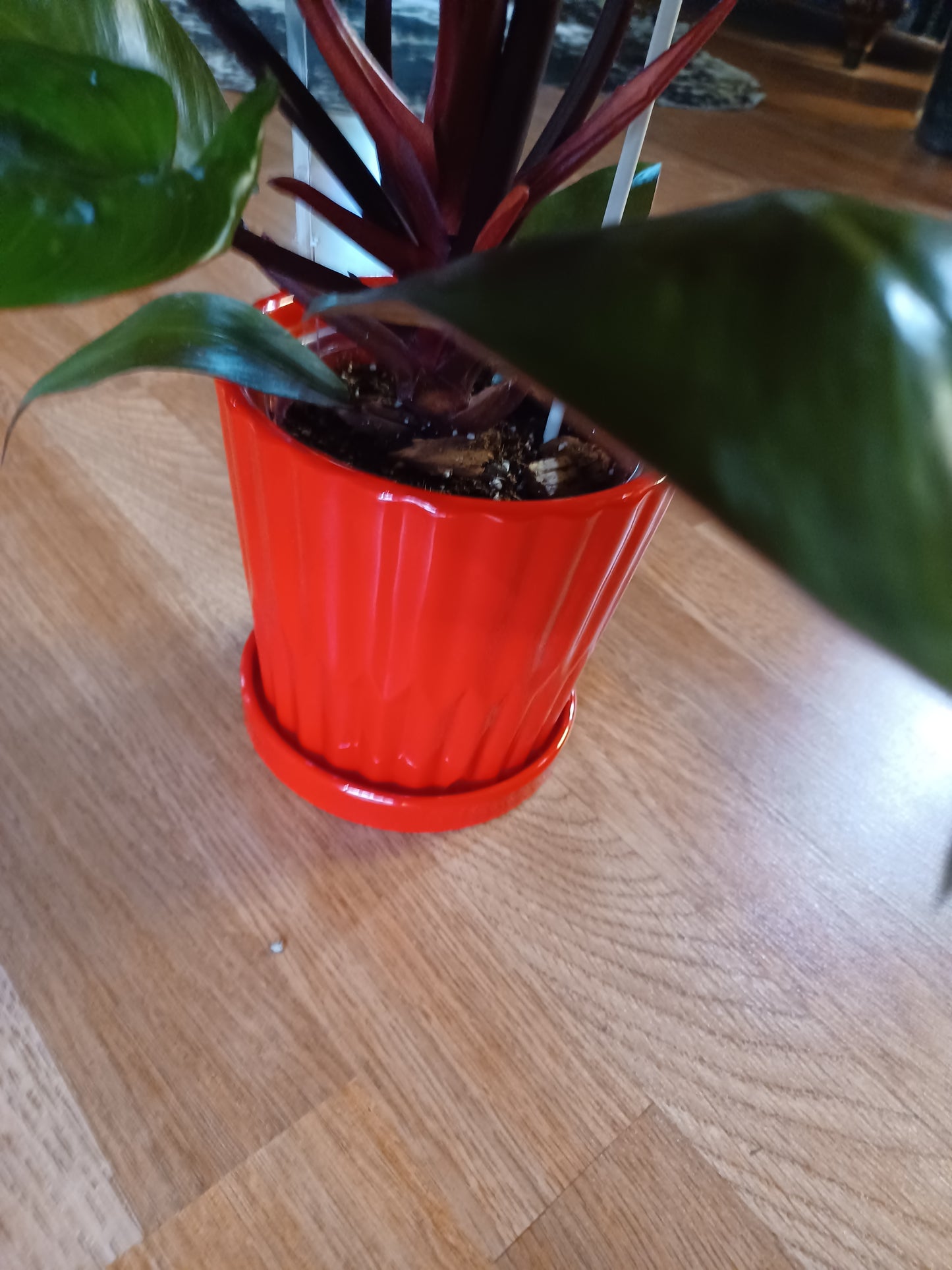 6" Ceramic Cover Pot (works for 5" to 6" Nursery pot but not 6" azalea pot). PLANT priced Separately