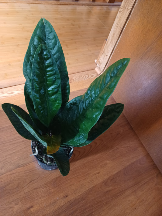 Anthurium Superbum (aka Bird's Nest Anthurium), 8” pot