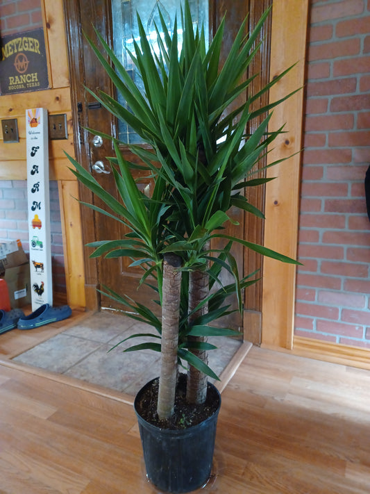 Yucca Cane, 10" Pot, 3 PPP