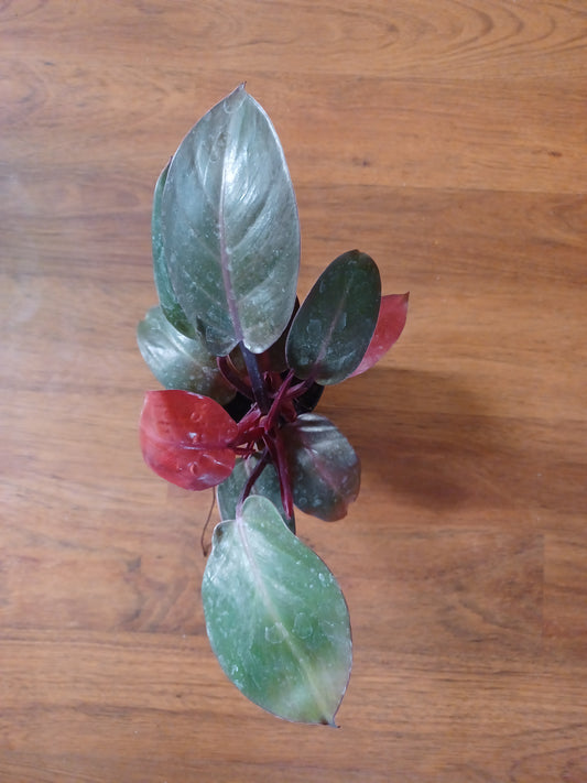 Philodendron Sun Red, 5" pot