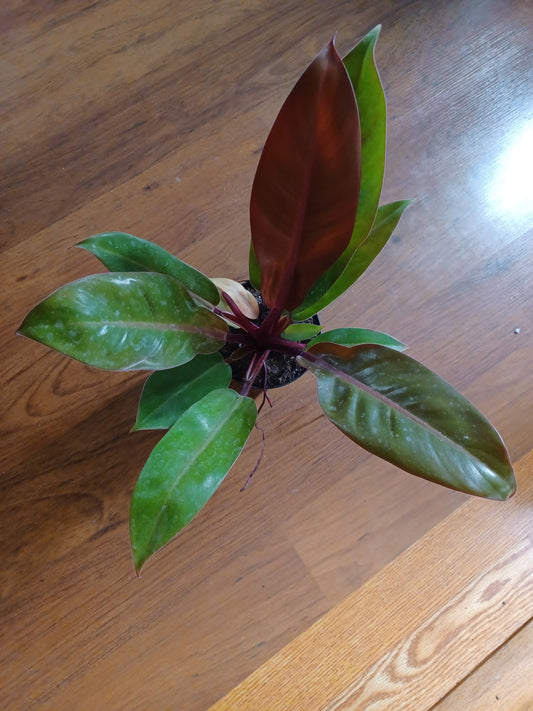 Philodendron Prince of Orange, 5" pot