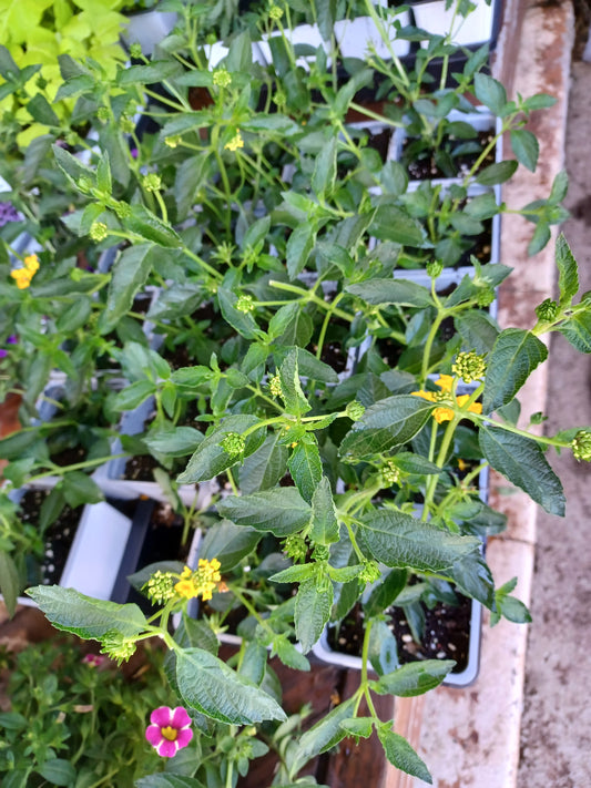 Lantana New Gold 4" pot