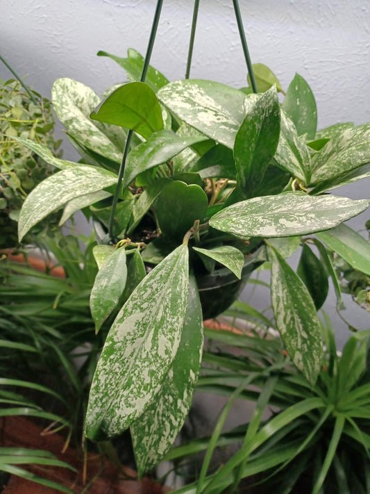 Hoya Pubicalyx, 8" Hanging Basket