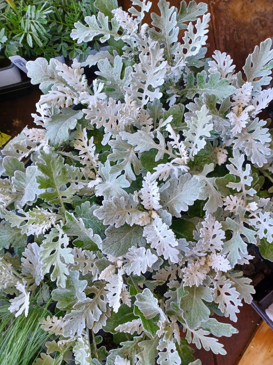 Dusty Miller Silver Dust 4" pot groundcover