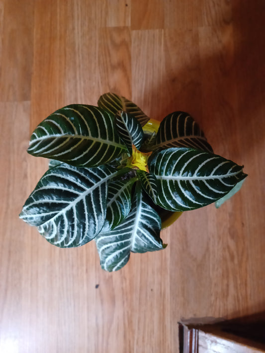 6" Aphelandra Zebra