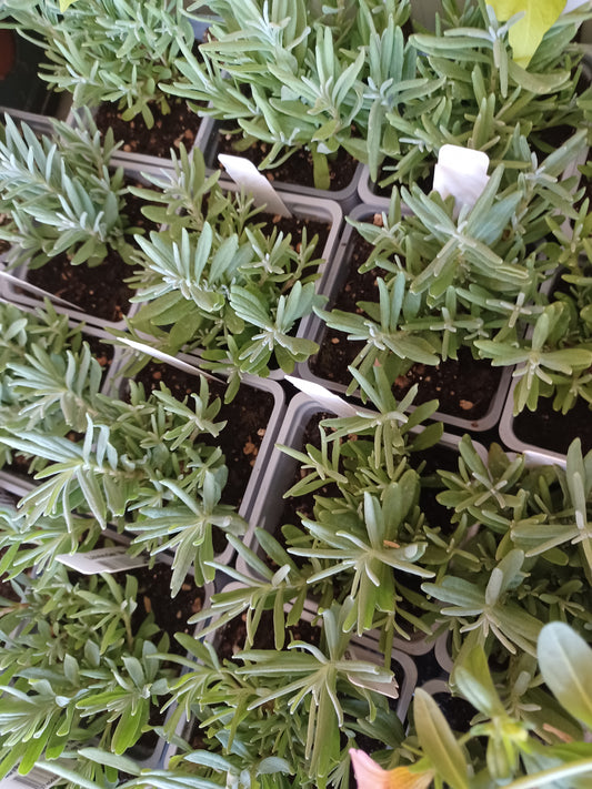 Lavender - Munstead 4" pot