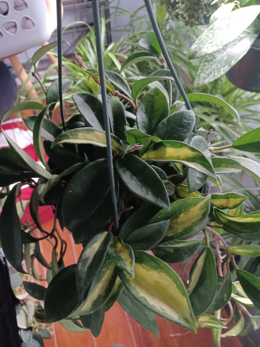 Hoya Carnosa 8" Hanging Basket