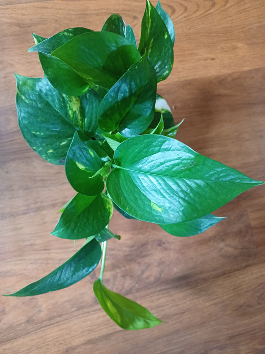 Golden Pothos, 6” pot