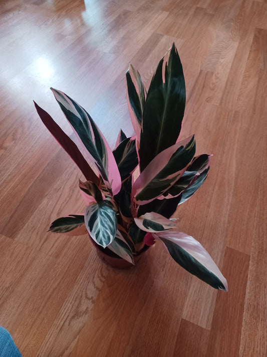 Stromanthe Triostar, 6" Pot