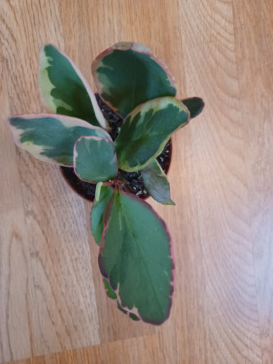 Peperomia Tricolor "Ginny", 4" pot