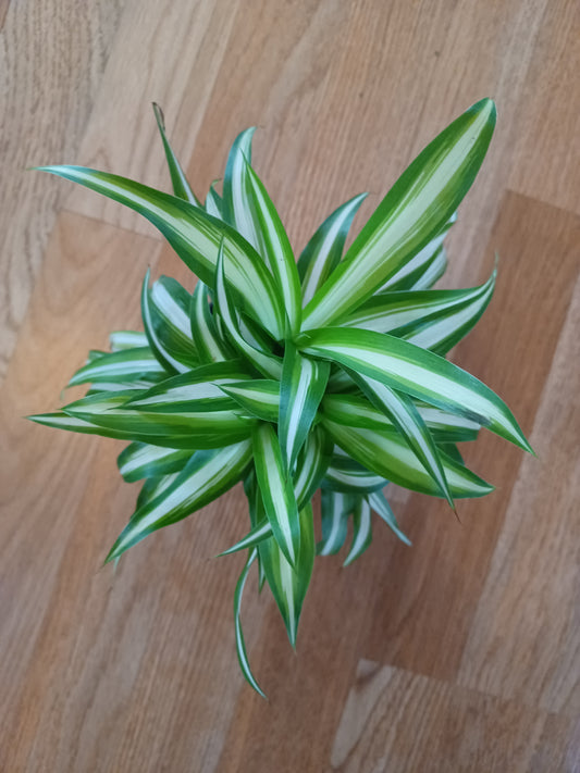 Variegated spider plant, 5" pot